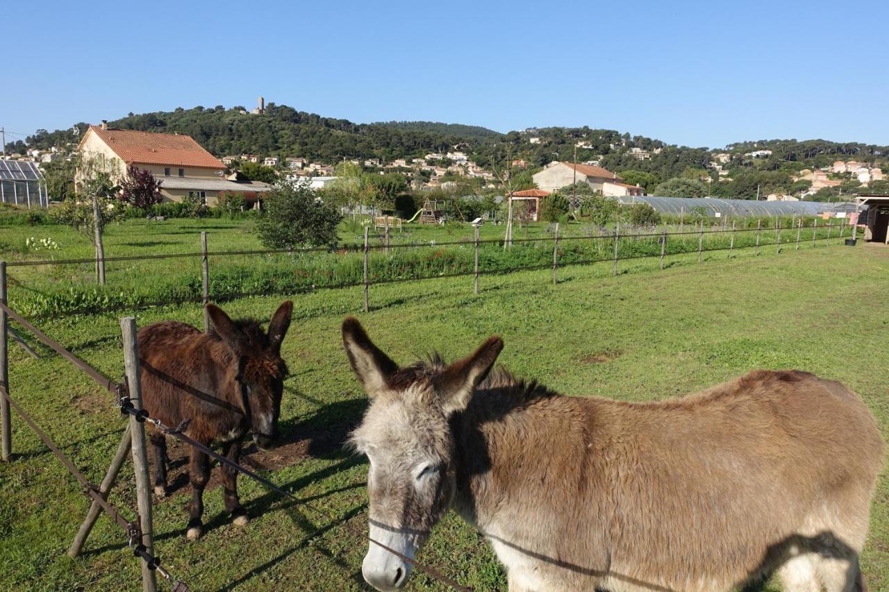 Gite Du Pagoulin - Gite Hyères Exterior foto